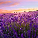 18 شقة شيوفوك